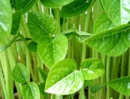 植物營養測定儀快速判斷氮肥含量