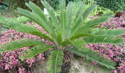 葉面積儀 葉面積儀