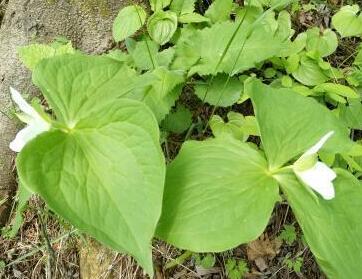 葉面積測定儀 葉面積測定儀