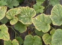 葉面積測定儀對于農(nóng)作物生長的重要意義！