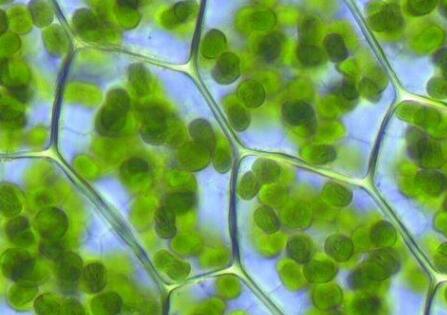 植物葉綠素儀 植物葉綠素儀