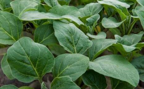 葉面積測定儀 葉面積測定儀