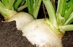 植物營養診斷儀促進農作物品質提升