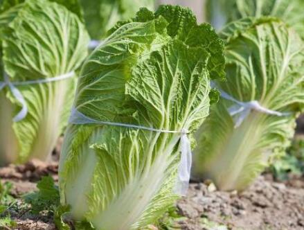 葉綠素測定儀 葉綠素測定儀