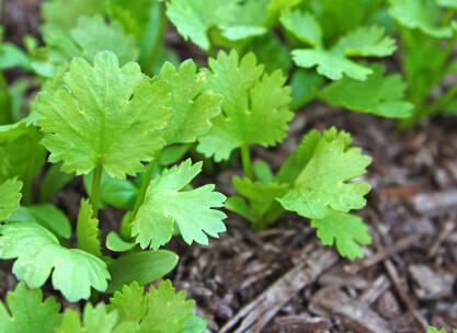 植物冠層分析儀 植物冠層分析儀