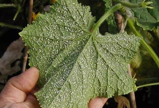 葉綠素測定儀 葉綠素測定儀