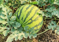 發(fā)展現代農業(yè)需要對植物根系進行研究