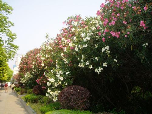 植物葉綠素檢測儀 植物葉綠素檢測儀