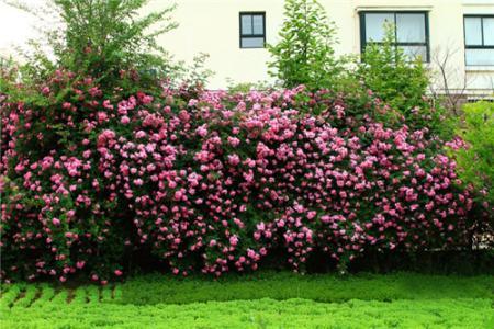 葉綠素測定儀 葉綠素測定儀