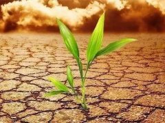 葉面積測(cè)定儀會(huì)不會(huì)破壞植物葉片?